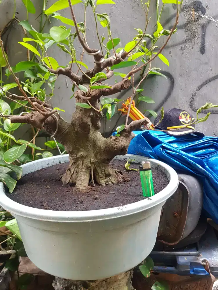Bonsai iprik prokar