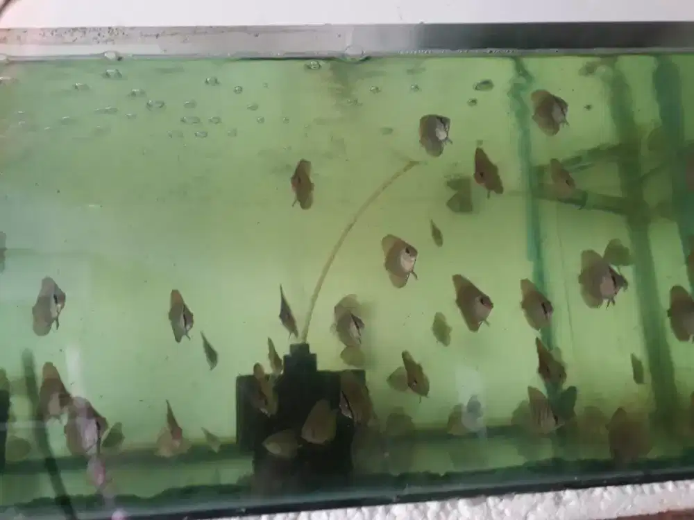 Ikan diskus leopard tiger x blue scorpion