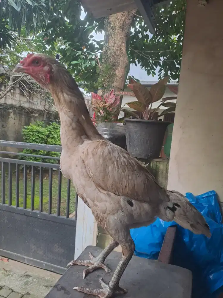 Ayam plucker betina