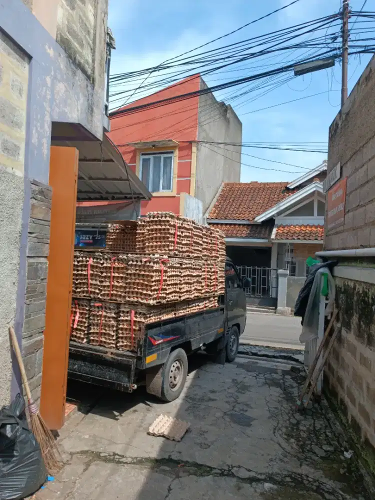 Di butuhkan kurir telur