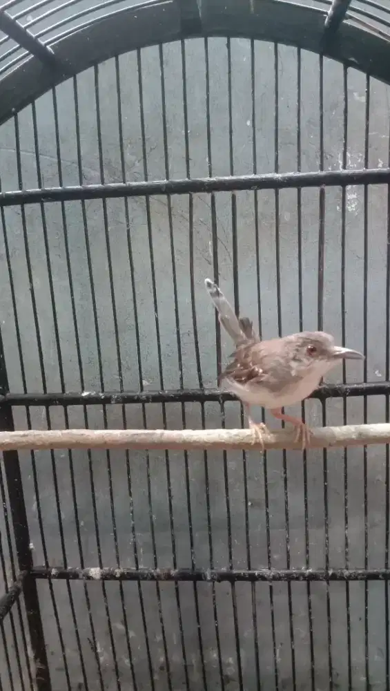 Burung prenjak vidio whasap