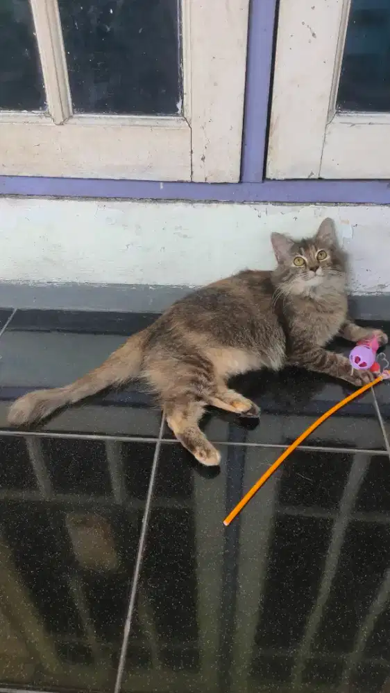 Persia medium kitten