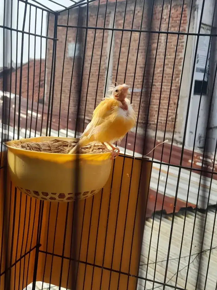 Burung kenari betina jebolan oren
