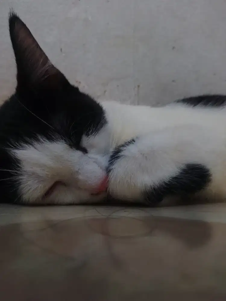 Mencari loker host live/resto/Rm padang