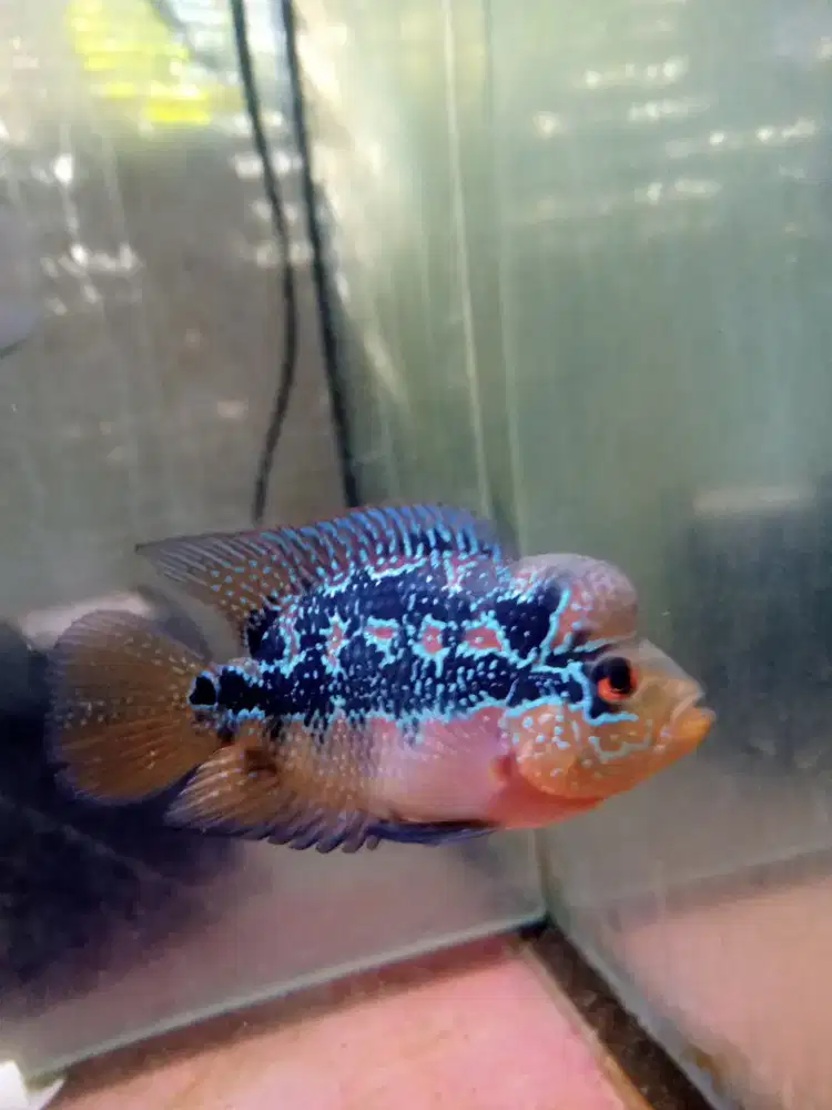 Jual ikan louhan cencu dabel marking size 2 jari