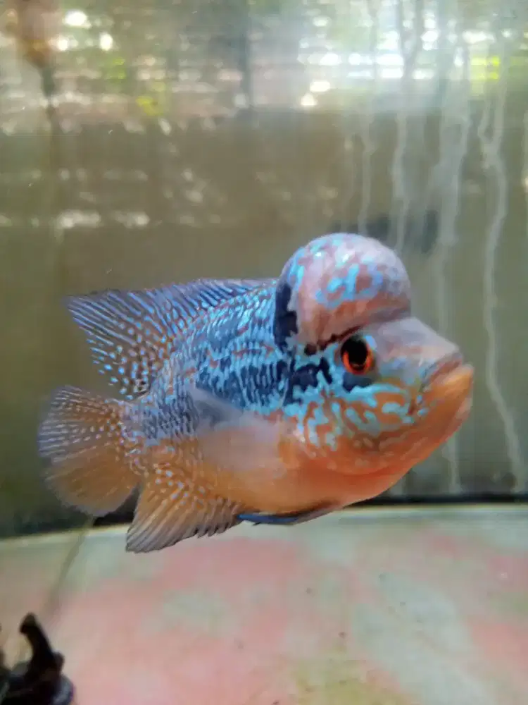 Jual ikan louhan cencu size 2 jari