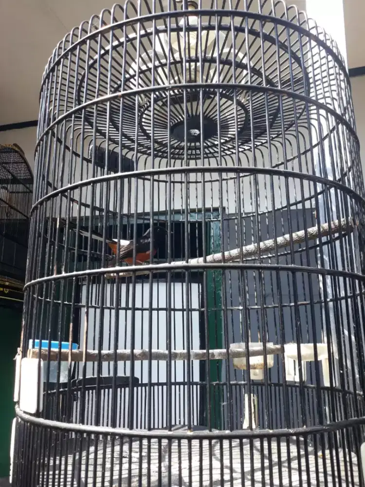 Muray ring gacor figher isian