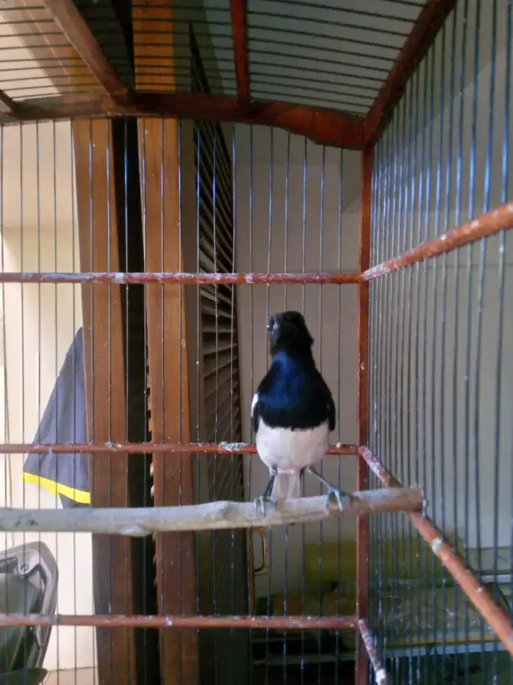 Kacer daput rajin kicau