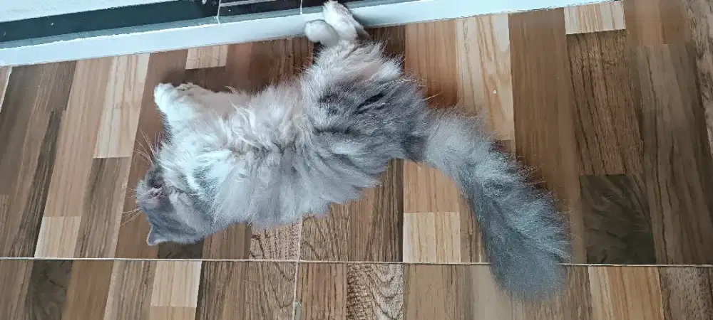 Kucing Persia flatnose