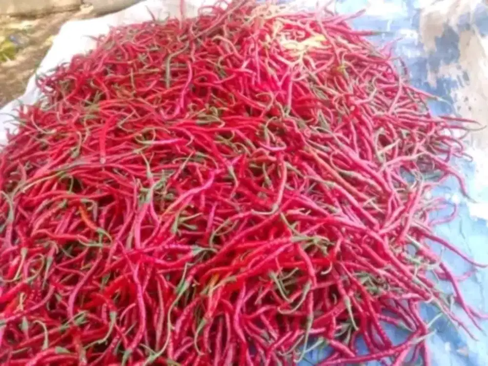 Jual cabe dan bawang hasil panen santri di dayah