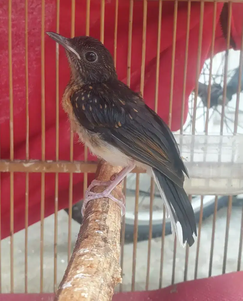 Murai medan jantan umur 30 hari  23 X 14 real prestasi