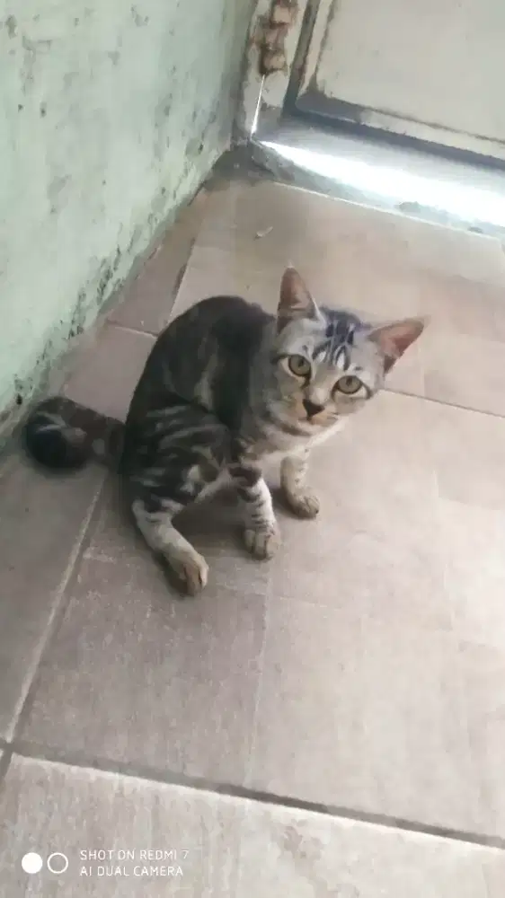 Kucing betina 5bulan bigbone