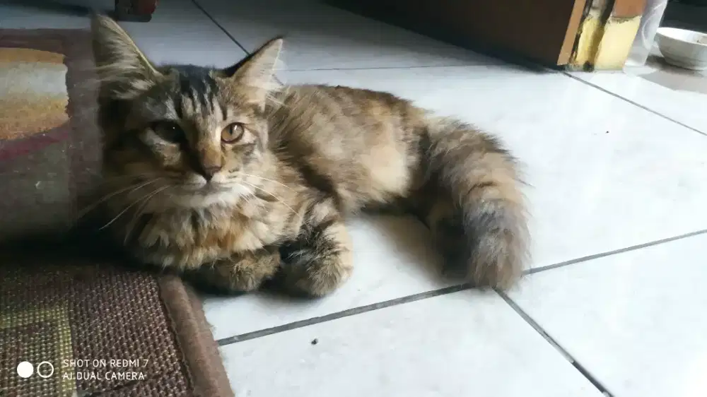 Betina 6bln up gimbul