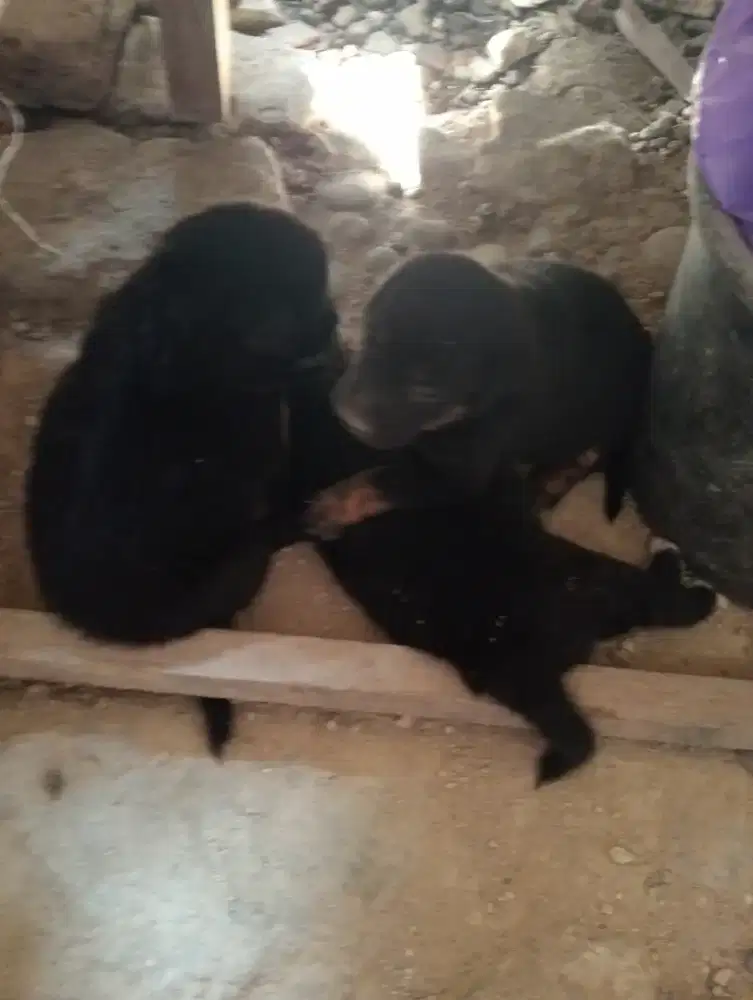 Tersedia anak anjing kampung yang gak kampungan