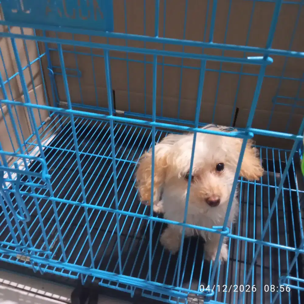 Tiny poodle pudel betina light apricot size super kecil