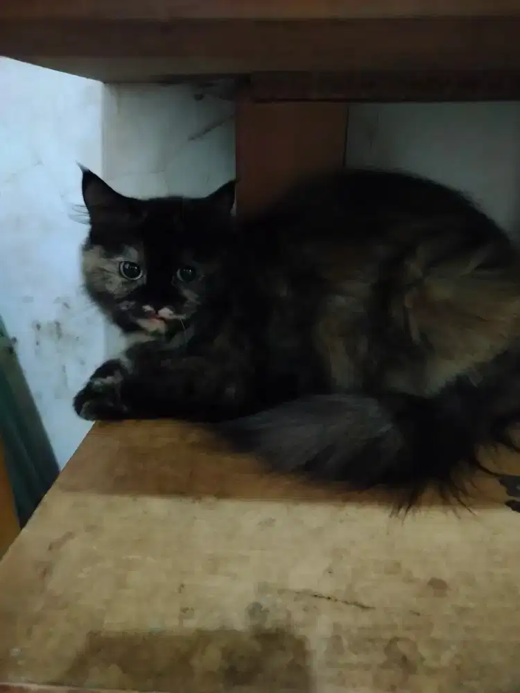 Over adov Persia corak marble betina usia 10bulan.