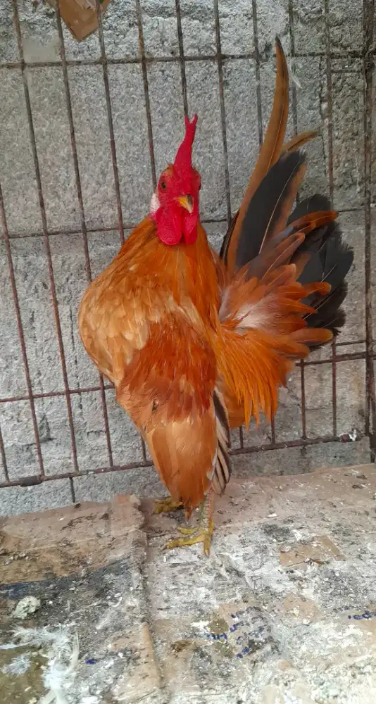 Jago Serama Siap Kawin