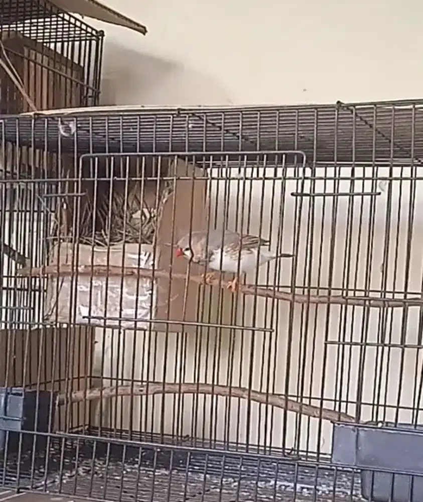 Burung Zebra finch AUSY Jantan warna Fawn