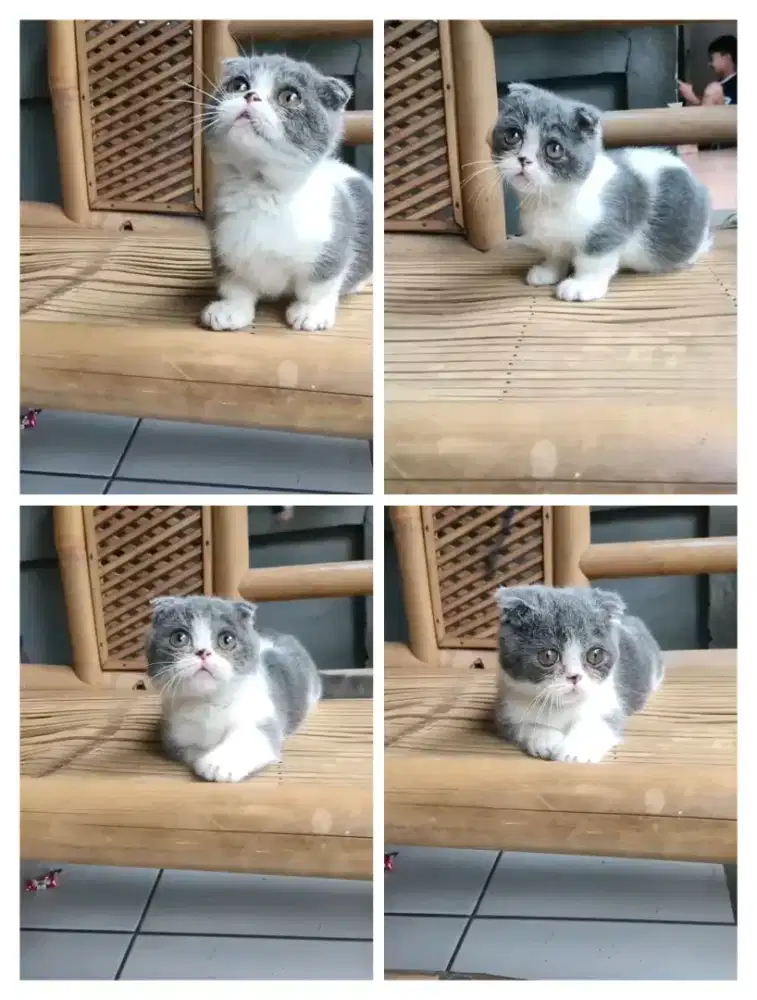 Kitten BSH dan   dan Munchkin