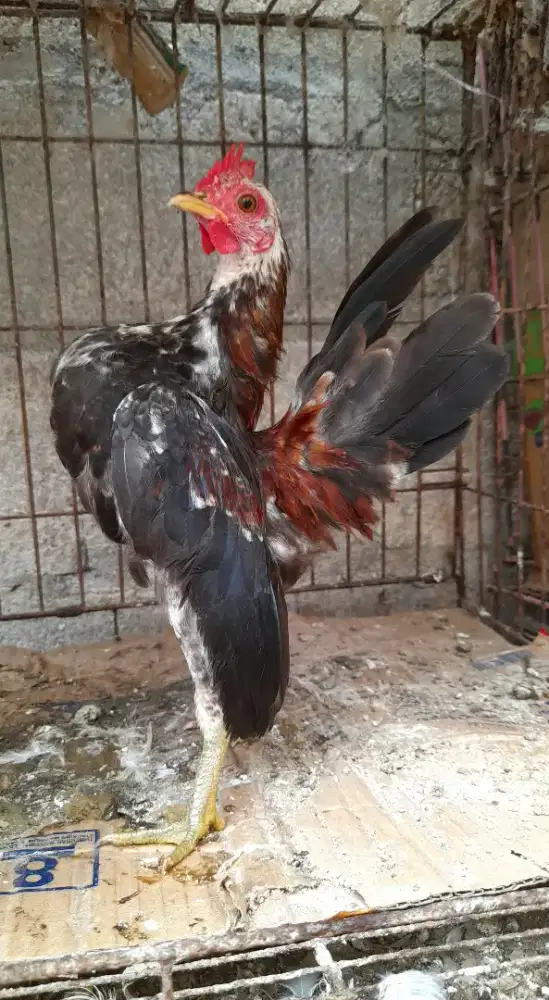 Serama remaja jantan