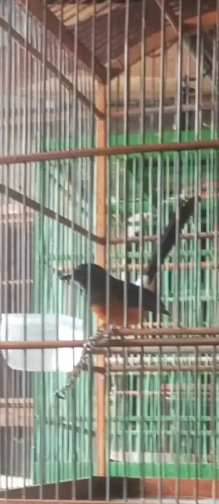 Jual burung murai pastol