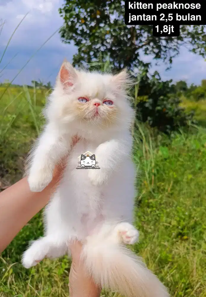 Kucing kitten peaknose Persia odd eye llucu lucu