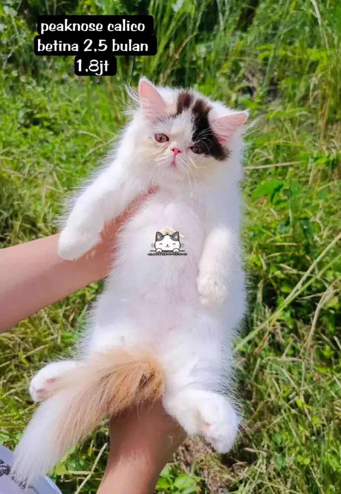 Kucing kitten peaknose Persia odd eye luucu lucu