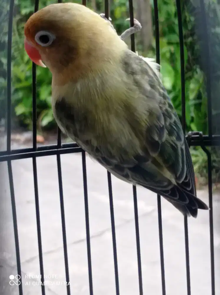 Love bird bio PB Ewing vio