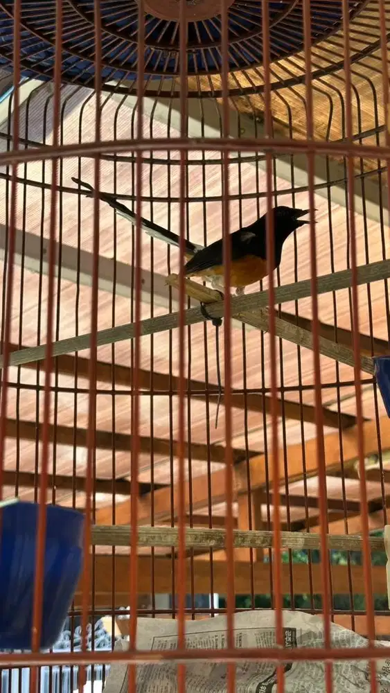 Burung Murai Medan - Gacor