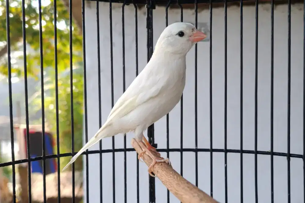 Kenari Jantan Putih