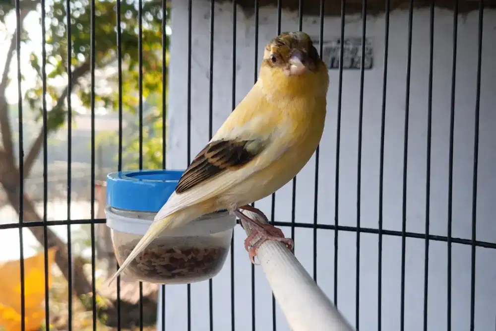 Kenari Jantan Riwikan