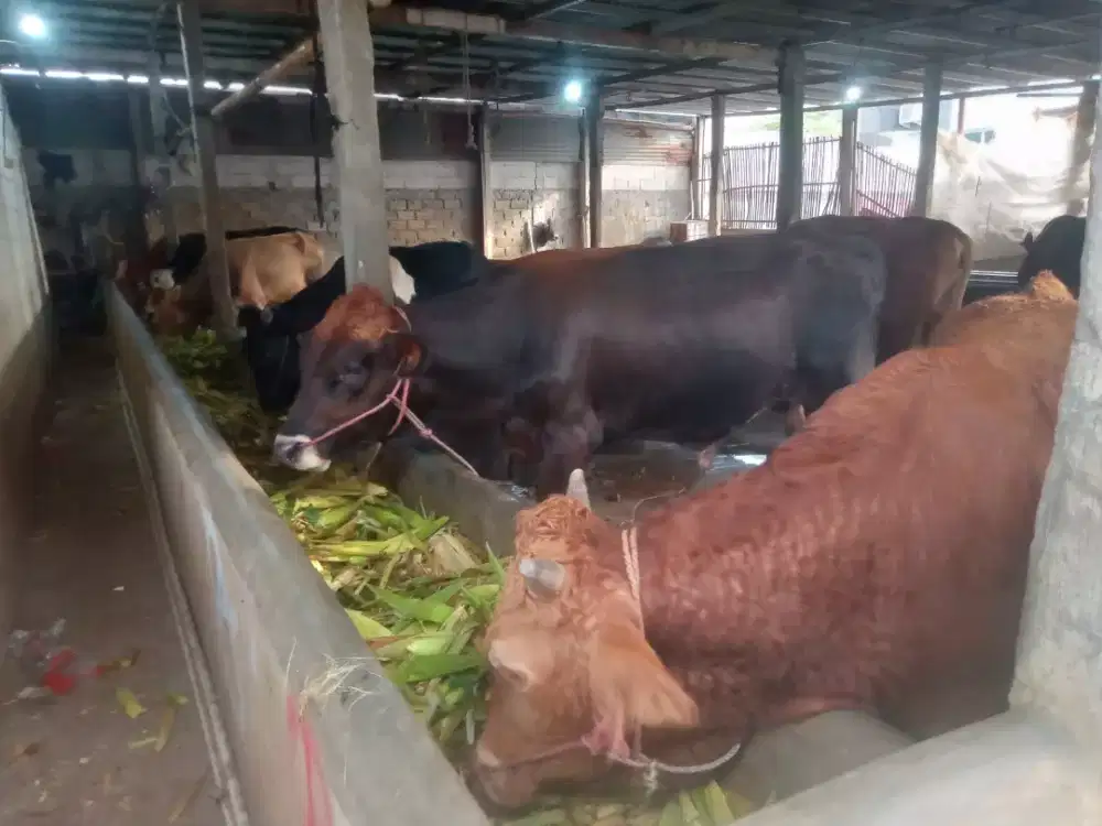 Sapi Qurban di Cengkareng Jakarta Barat Harga terjangkau