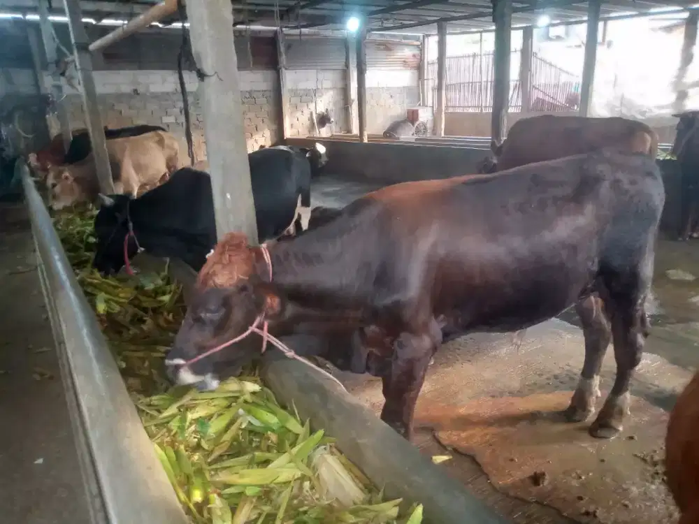 Sapi Qurban di Cengkareng Jakarta Barat Harga terjangkau