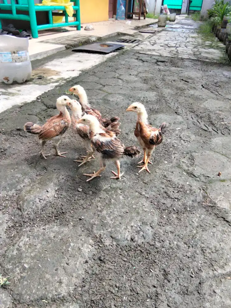 Ayam Bangkok JawaTimur Anakan 5 ekor