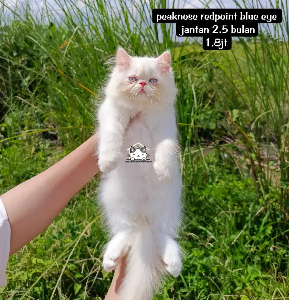 Kucing kitten peaknose Persia odd eye lucuu lucu