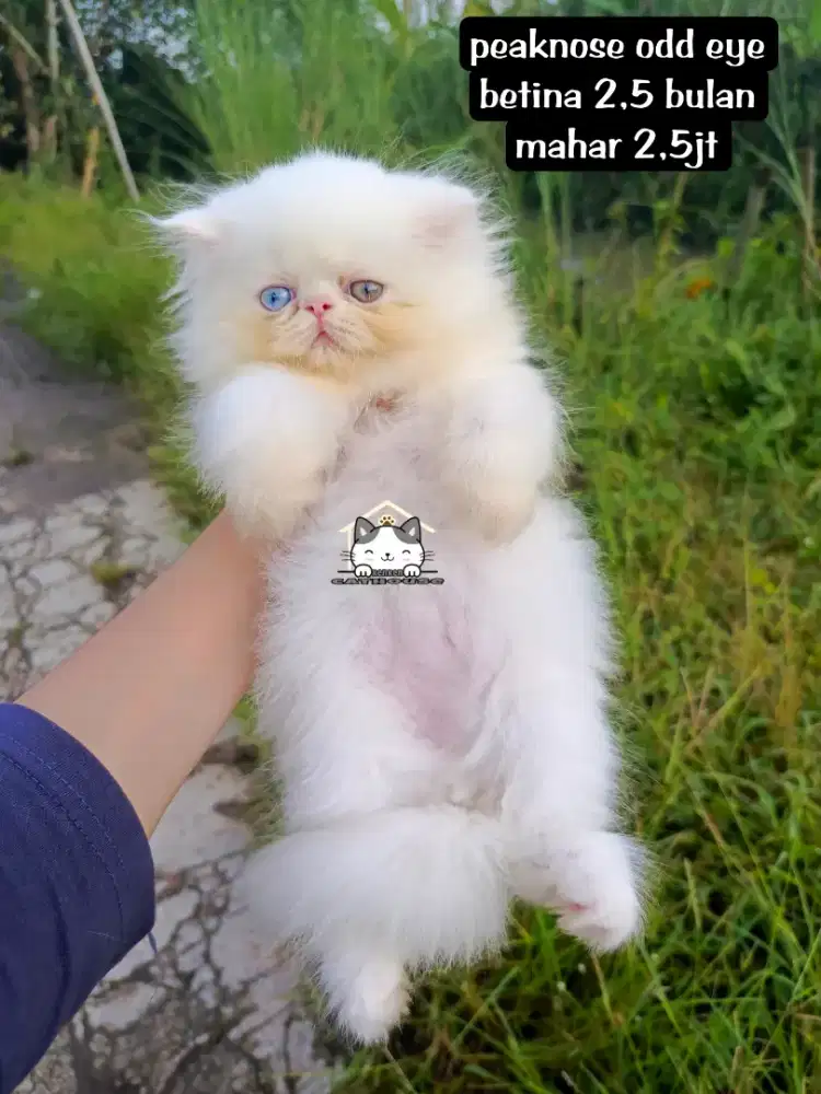 Kucing kitten peaknose Persia odd eye lucu luucu