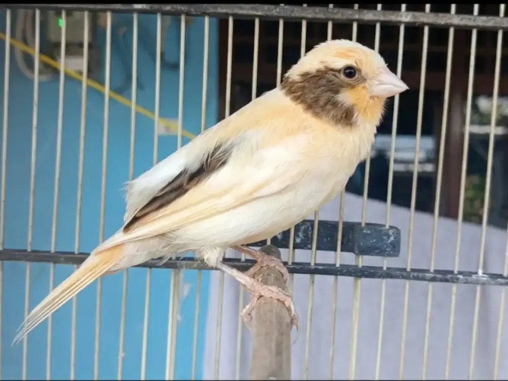 Kenari Jantan Riwikan