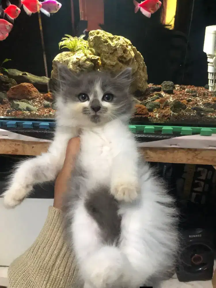 Kucing Persia longhair