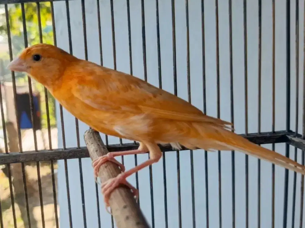 Kenari Jantan Riwikan Oren