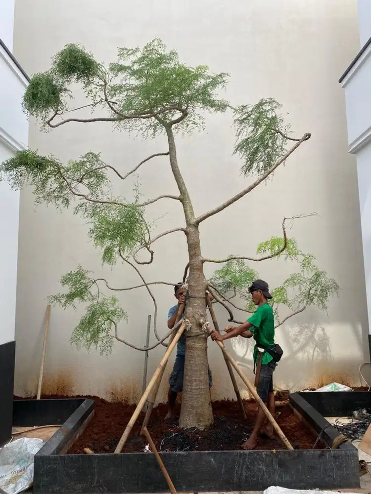 Pohon moringa atau kelor afrika