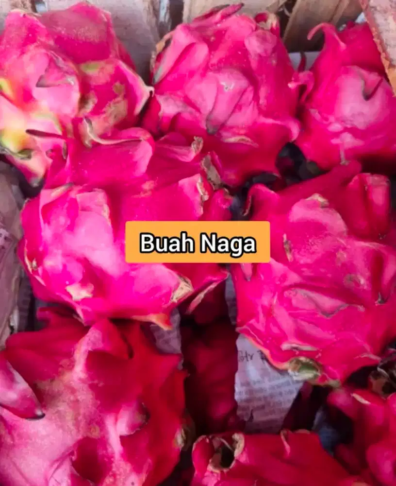 Buah Naga Merah 35rb 1kg