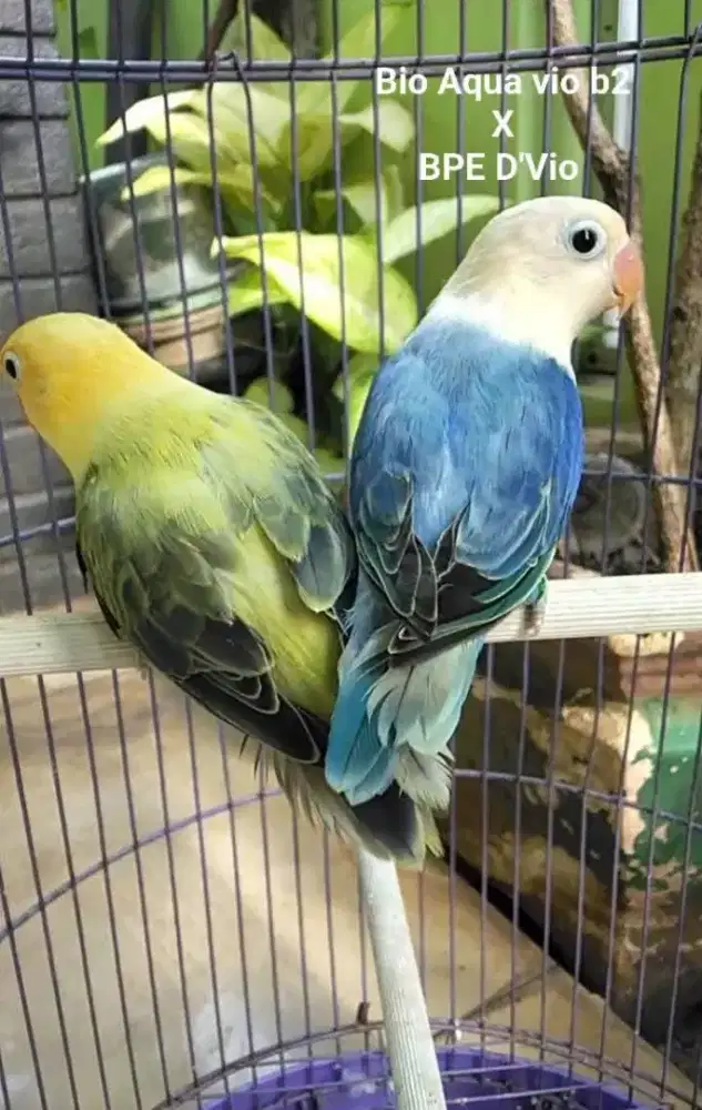 Burung Lovebird
