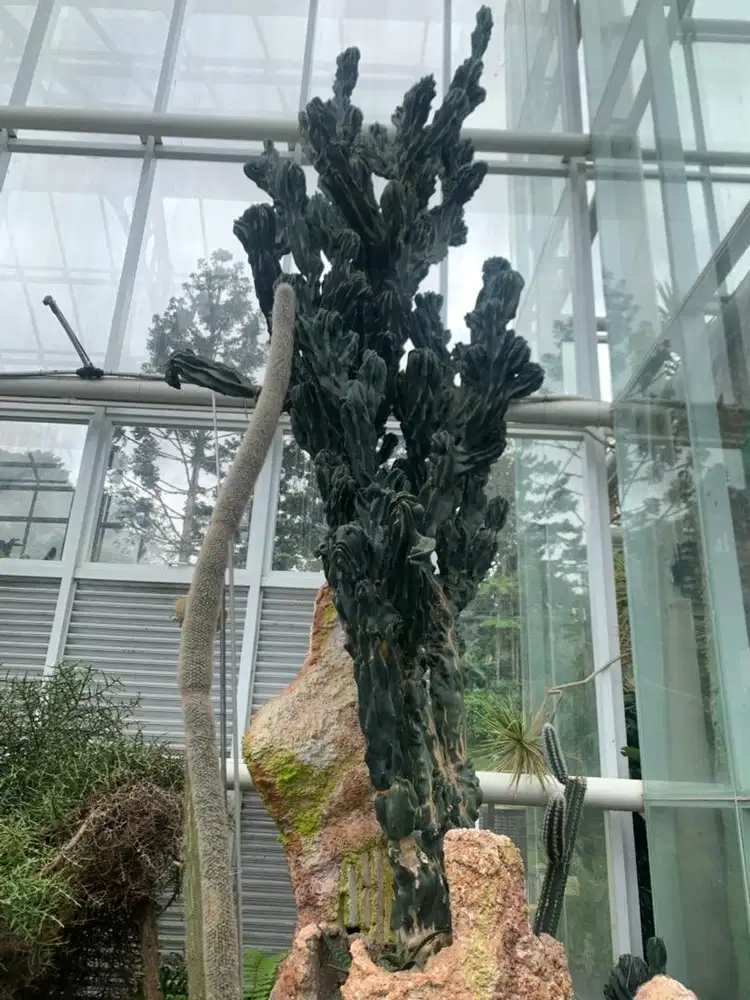 Di cari ART bersih bersih rumah