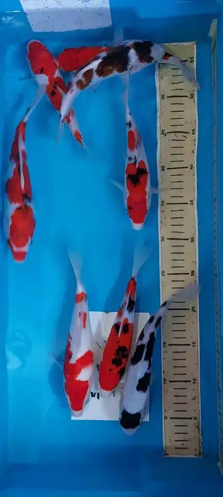 Ikan Koi Merah Strong