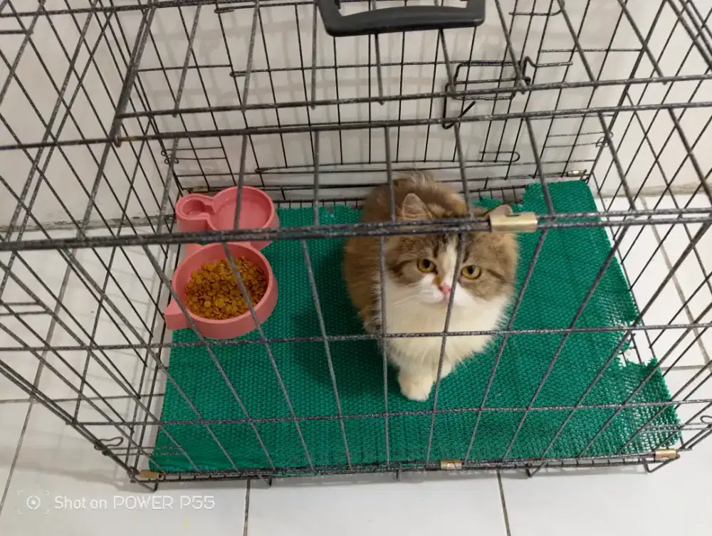 PET SITTER (Penjaga Hewan peliharaan) Daily