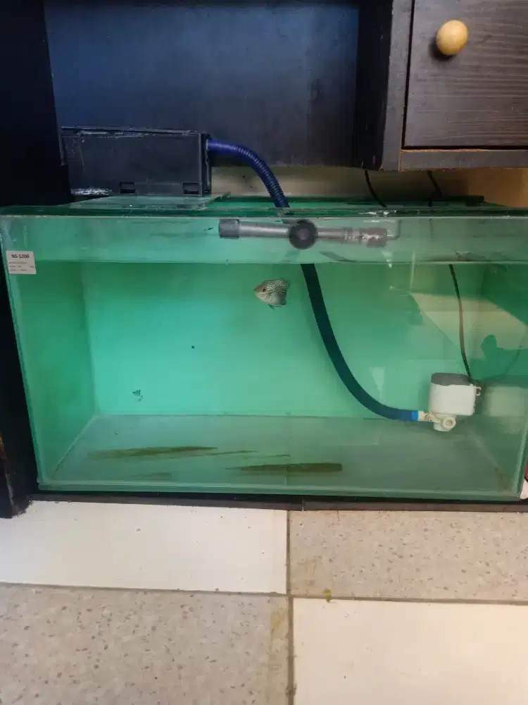 Ikan lohan cencu ORI progresan