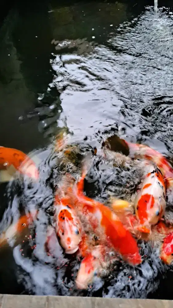 Borong koi  uk 20cm sd 35cm