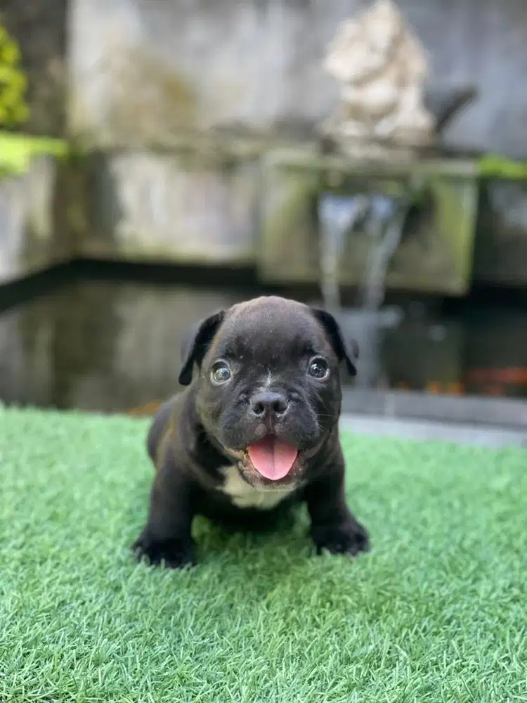 Puppy american bully