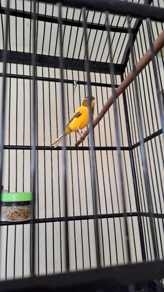 Kenari lokal semi gacor muda