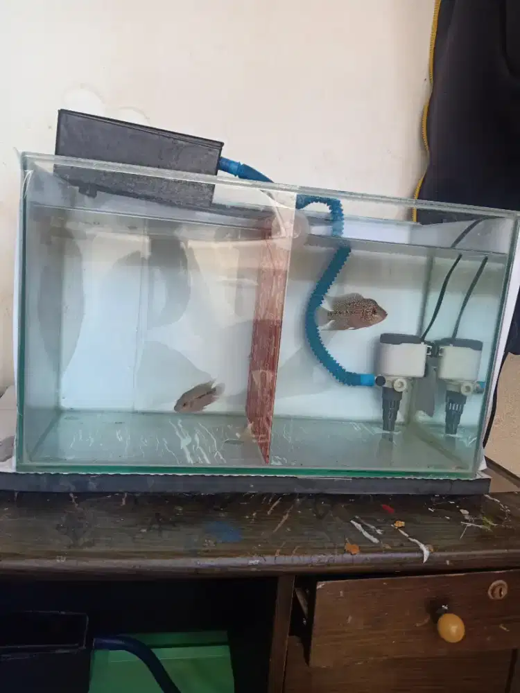 Ikan lohan f3 plus 1 set aquarium